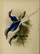 صورة Tanysiptera ellioti Sharpe 1870