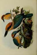 Image of Guam Kingfisher