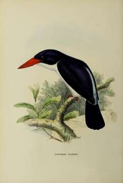 Image of Caridonax Cabanis & Heine 1860