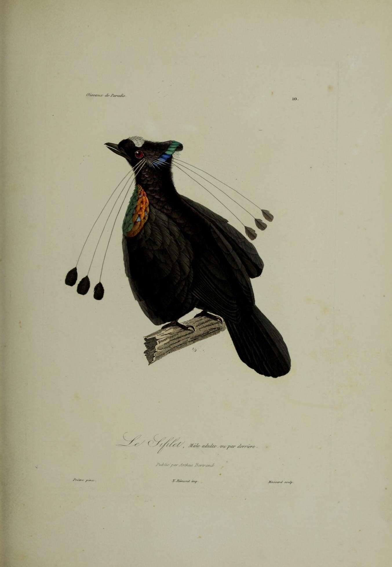 Image of Parotia Vieillot 1816