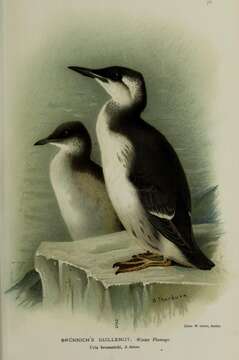 Image of Brünnich's Guillemot