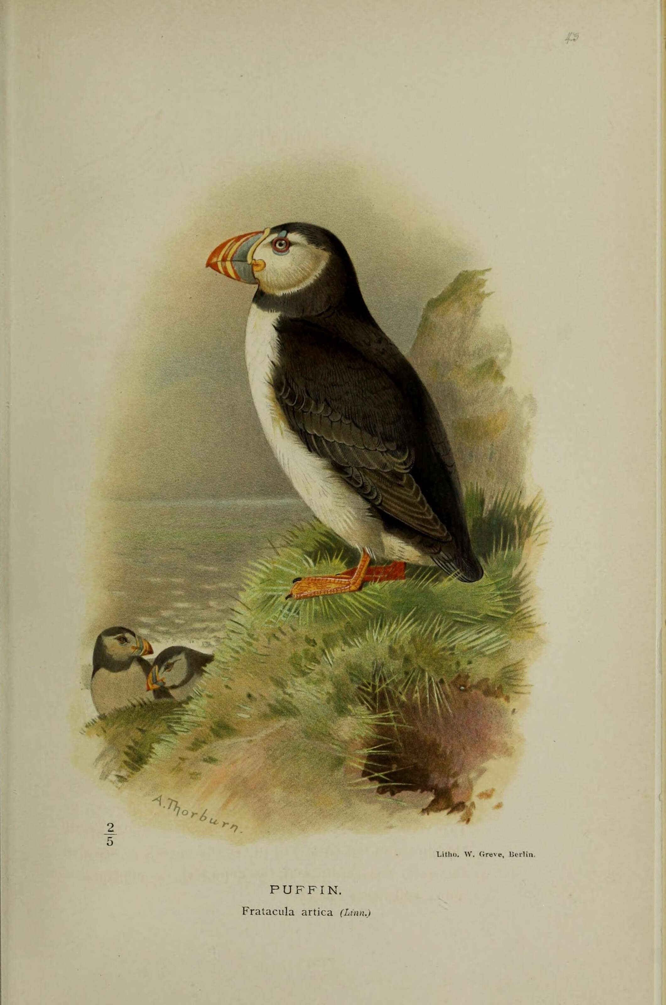 Image of Puffin