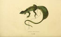Image of Sailfin Lizard