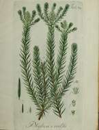 Image of Phylica excelsa Wendl.