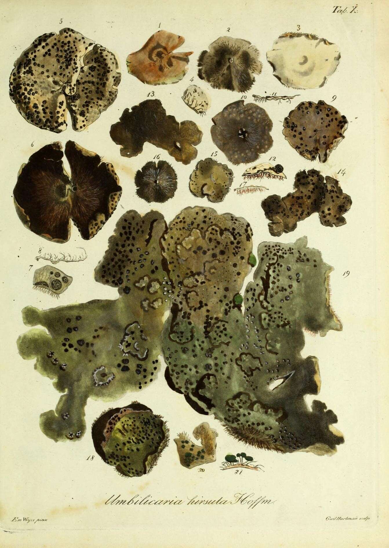 Image of hairy navel lichen