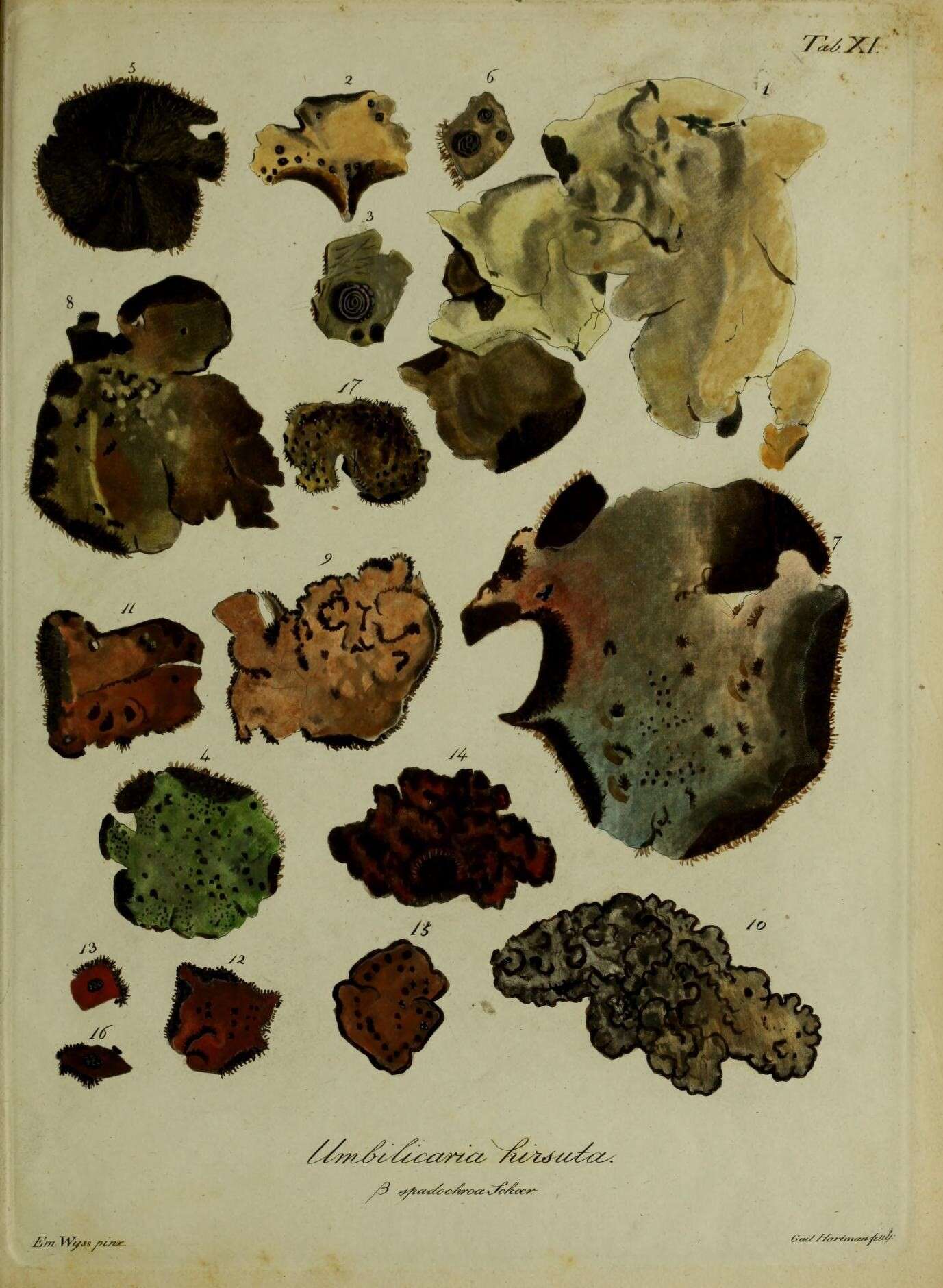 Image of hairy navel lichen