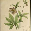 Image de Helleborus orientalis subsp. abchasicus (A. Braun) B. Mathew