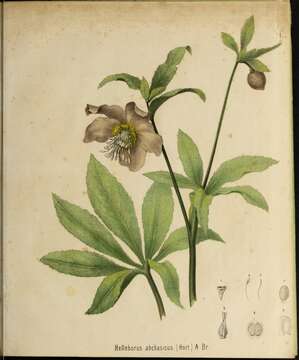 Image of Helleborus orientalis subsp. abchasicus (A. Braun) B. Mathew