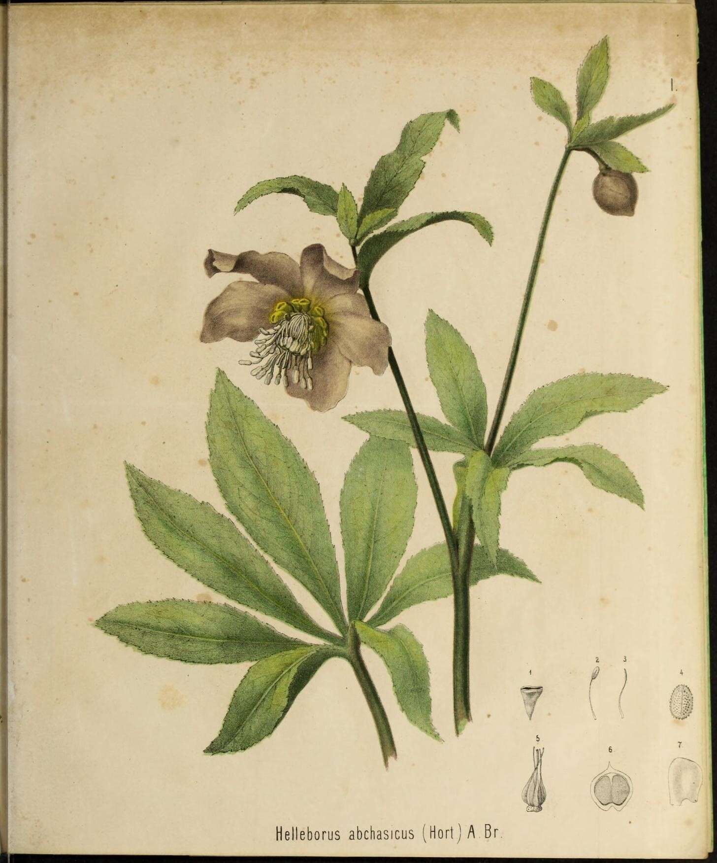 Image de Helleborus orientalis subsp. abchasicus (A. Braun) B. Mathew