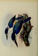 Image of Forest Kingfisher