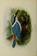 Image of Red-backed Kingfisher