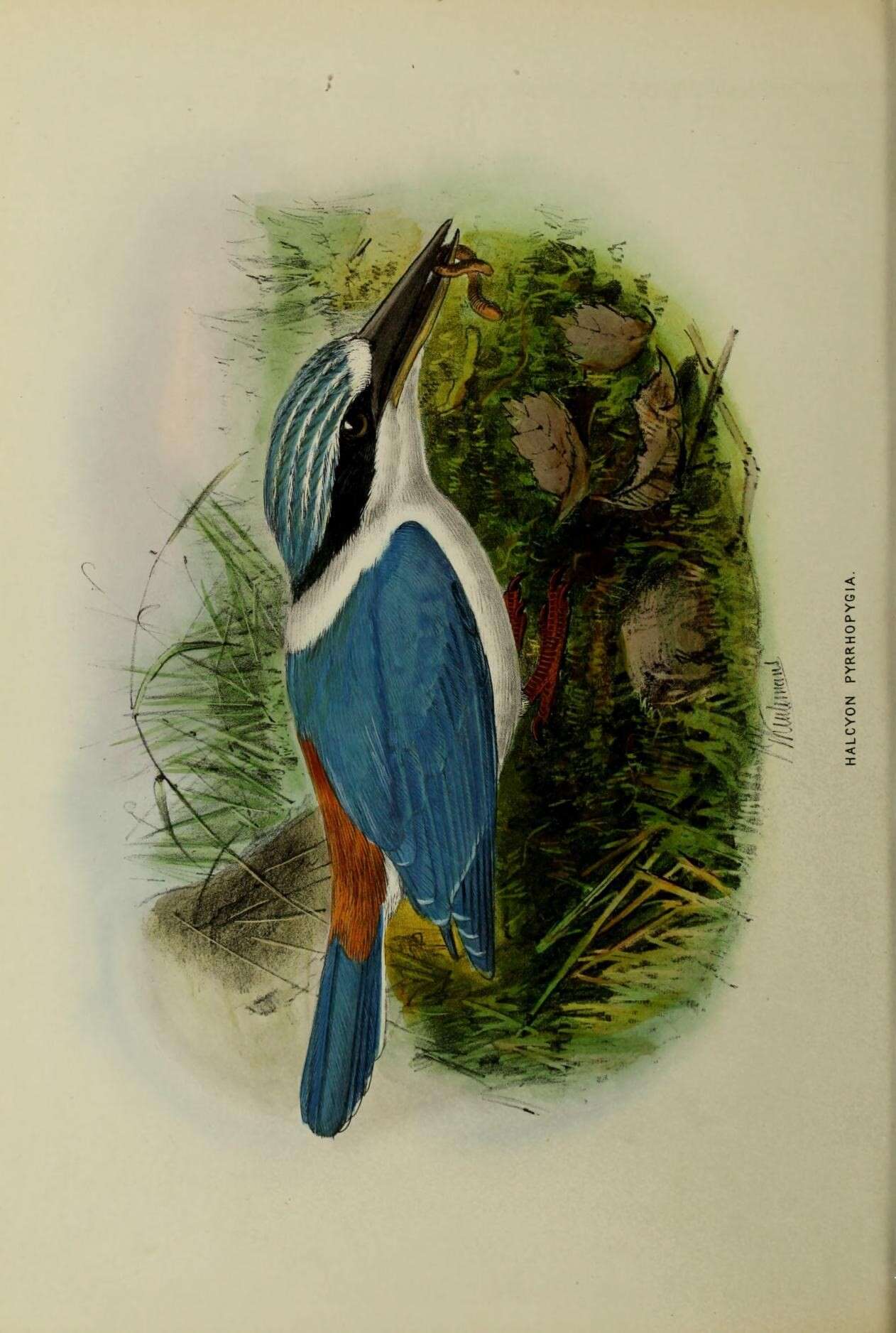 Image of Red-backed Kingfisher