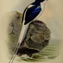 Image of Tanysiptera galatea emiliae Sharpe 1871