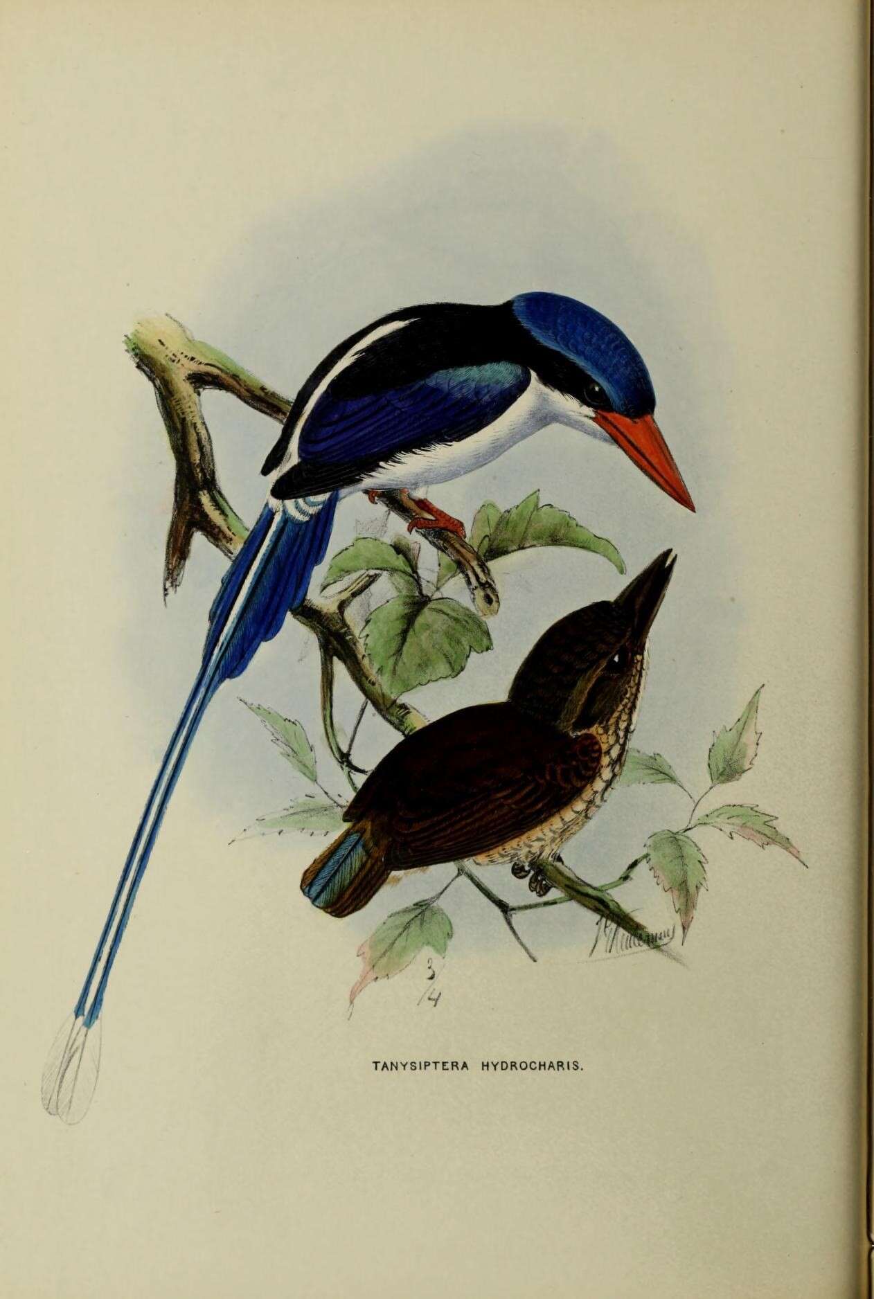 Image of Little Paradise Kingfisher