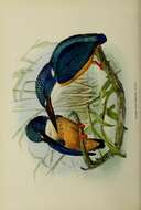 Image of Half-collared Kingfisher