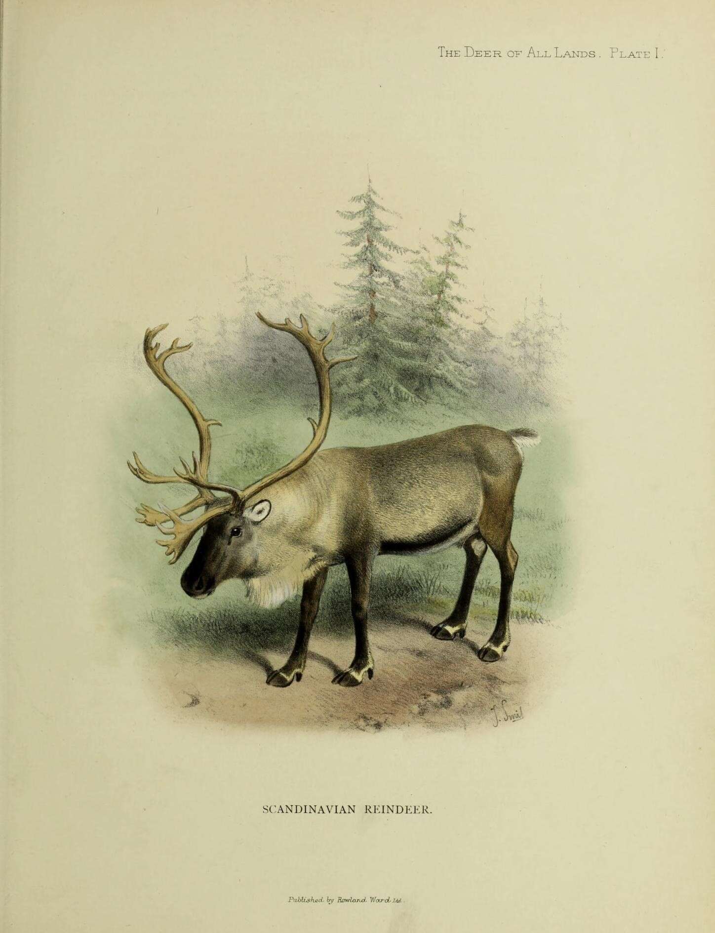 Image of Rangifer C. H. Smith 1827
