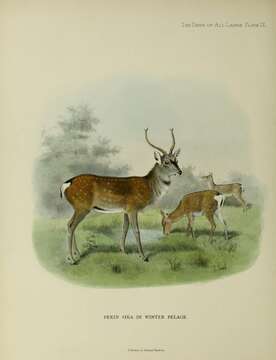 Image of sika deer