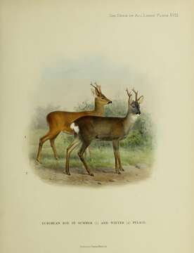 Image of Roe Deer