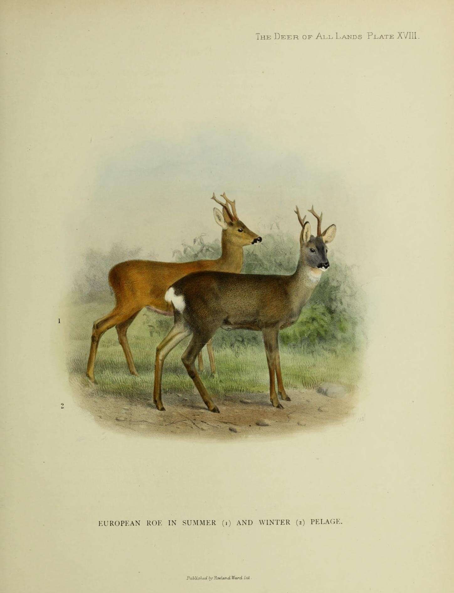 Image de Capreolus Gray 1821