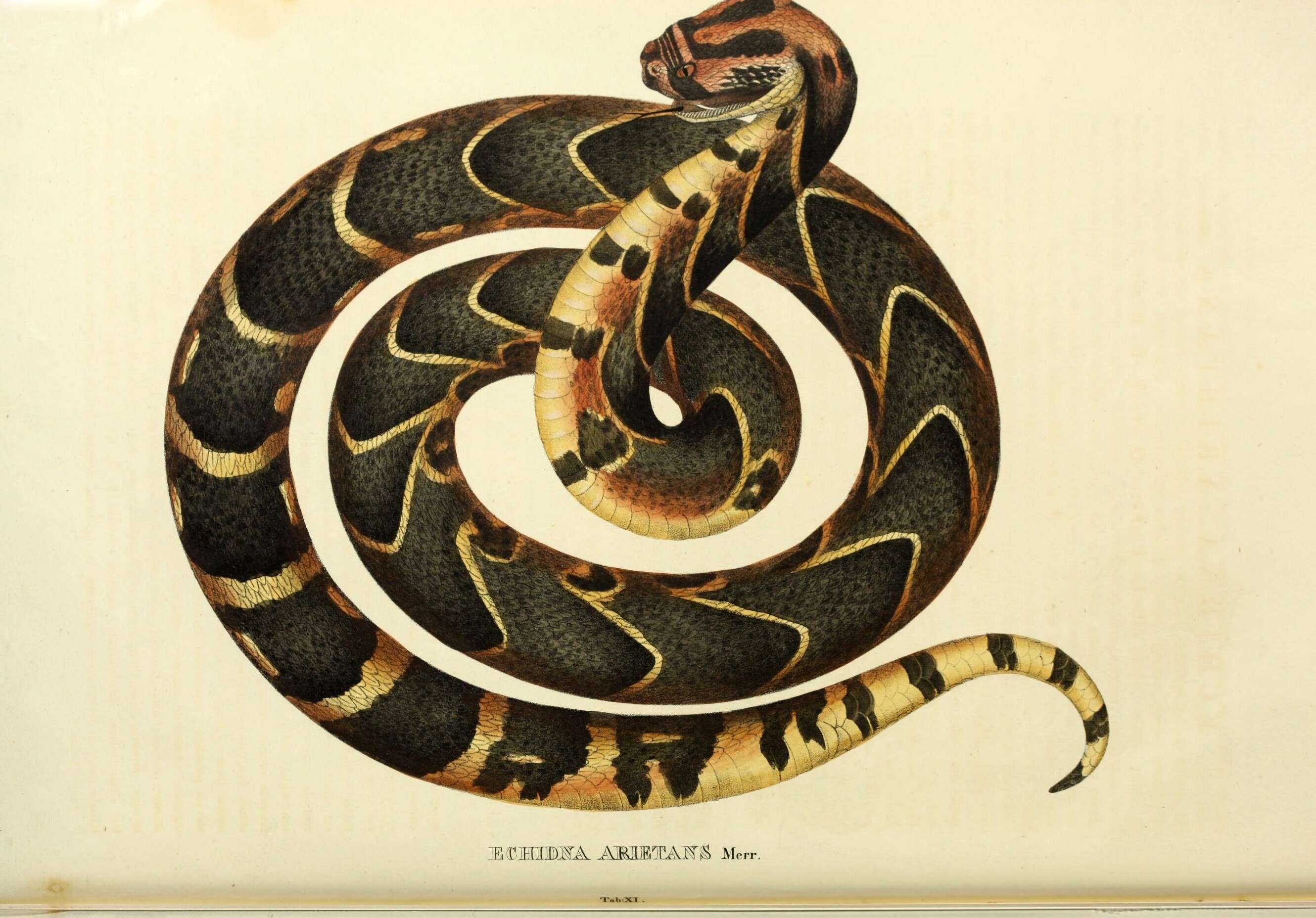 Image of vipers