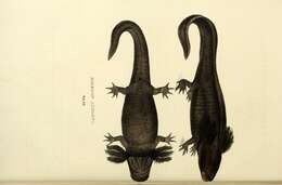 Image of salamanders