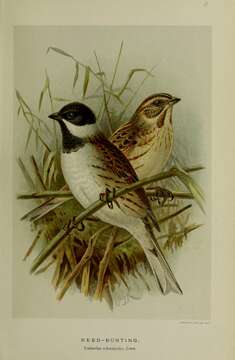 Image of Common Reed Bunting