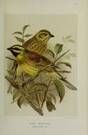 Image of Cirl Bunting