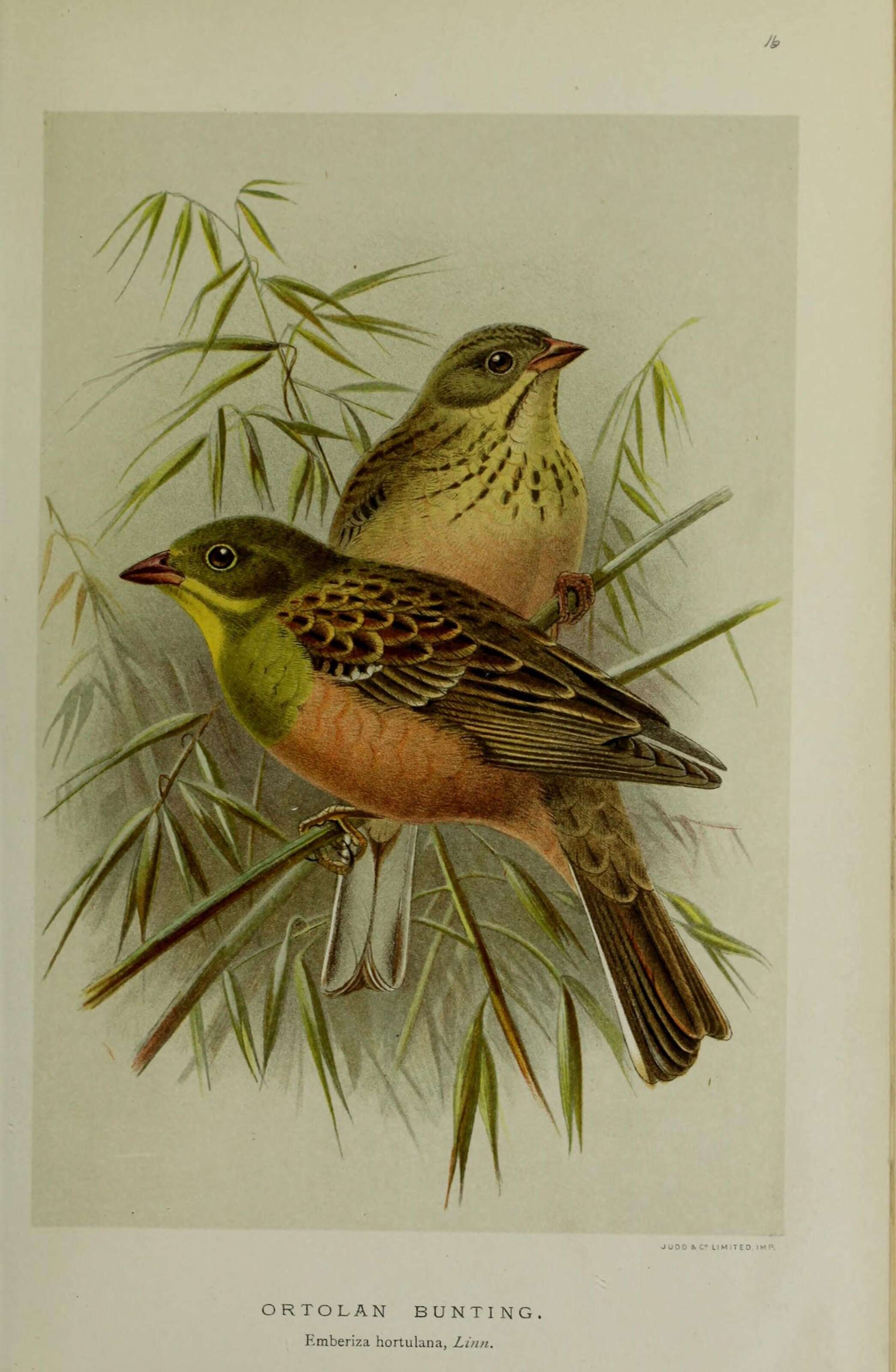 Image of Ortolan Bunting