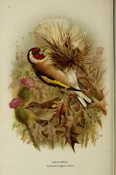 Image of European Goldfinch