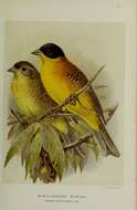 Image of Black-headed Bunting