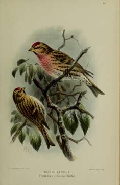 Image of Lesser Redpoll