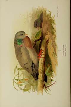 Image of Stock Dove