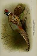 Image of Chinese Ring-necked Pheasant