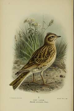 Image of Skylark