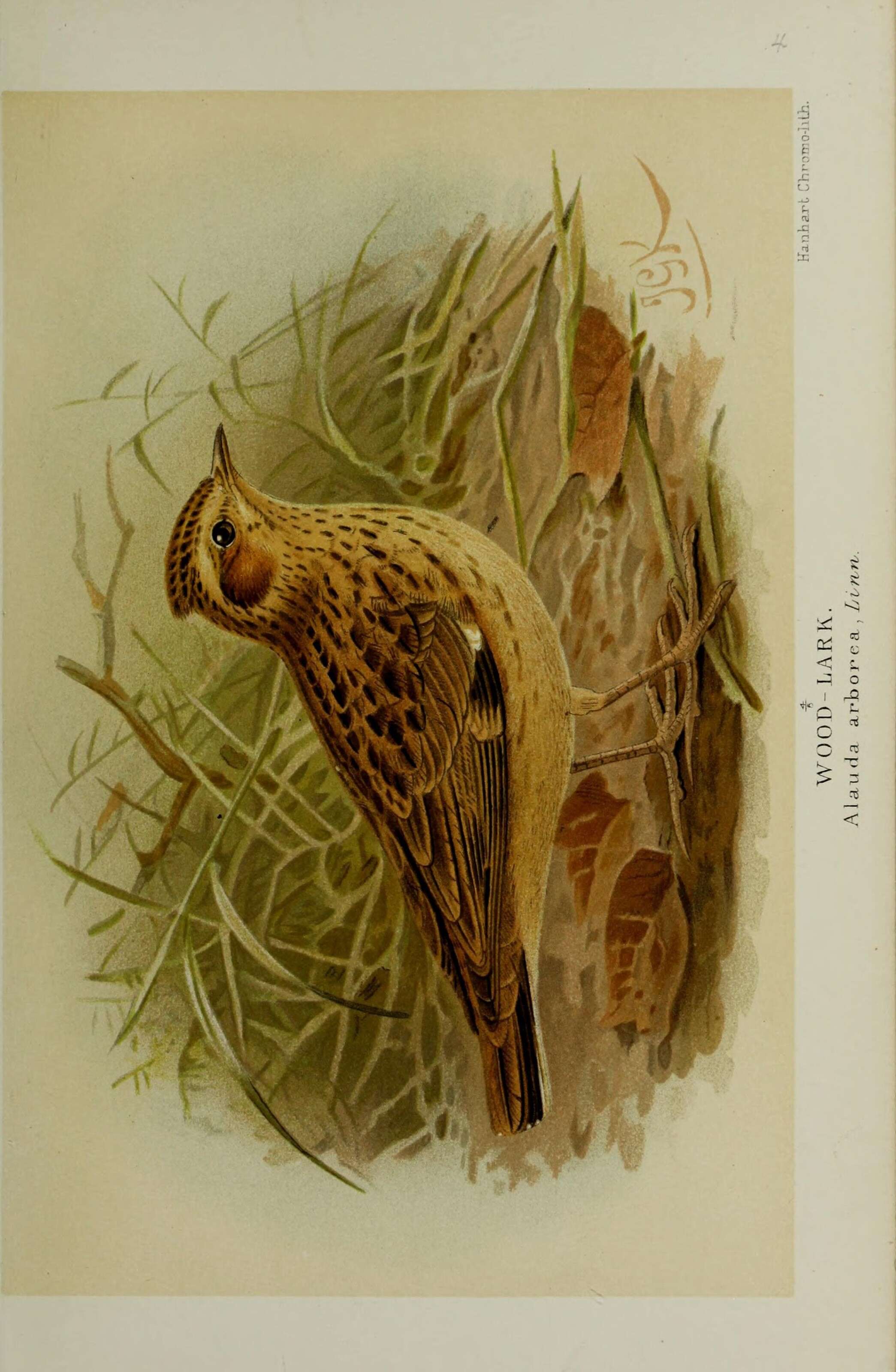 Image of Lullula Kaup 1829