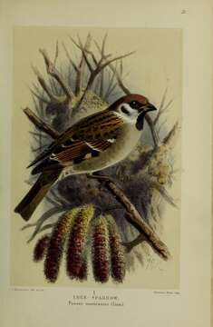 Image of Eurasian Tree Sparrow