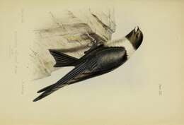 Image of White-collared Swift