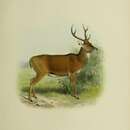 Image de Rusa timorensis moluccensis (Quoy & Gaimard 1830)