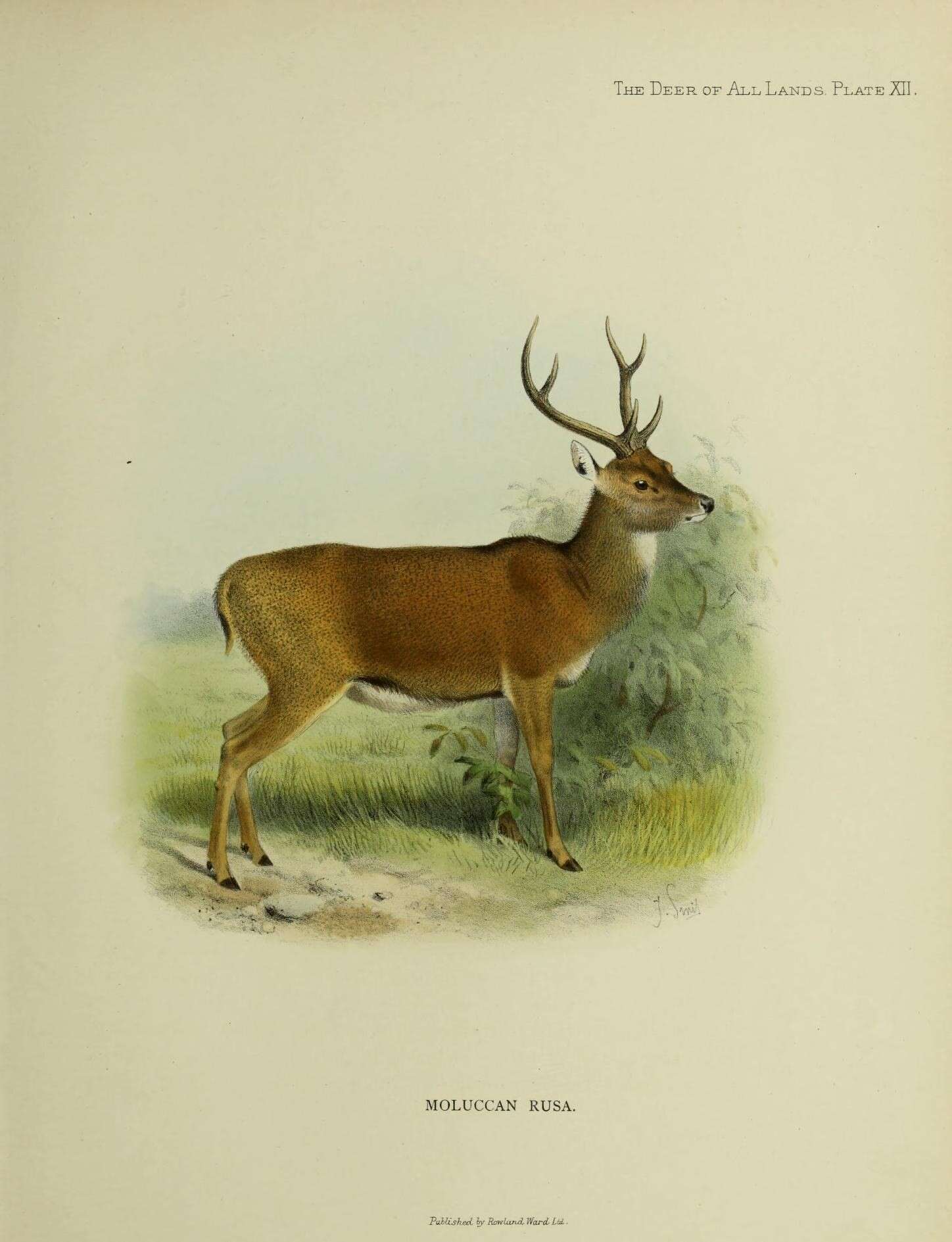 Image of Rusa timorensis moluccensis (Quoy & Gaimard 1830)