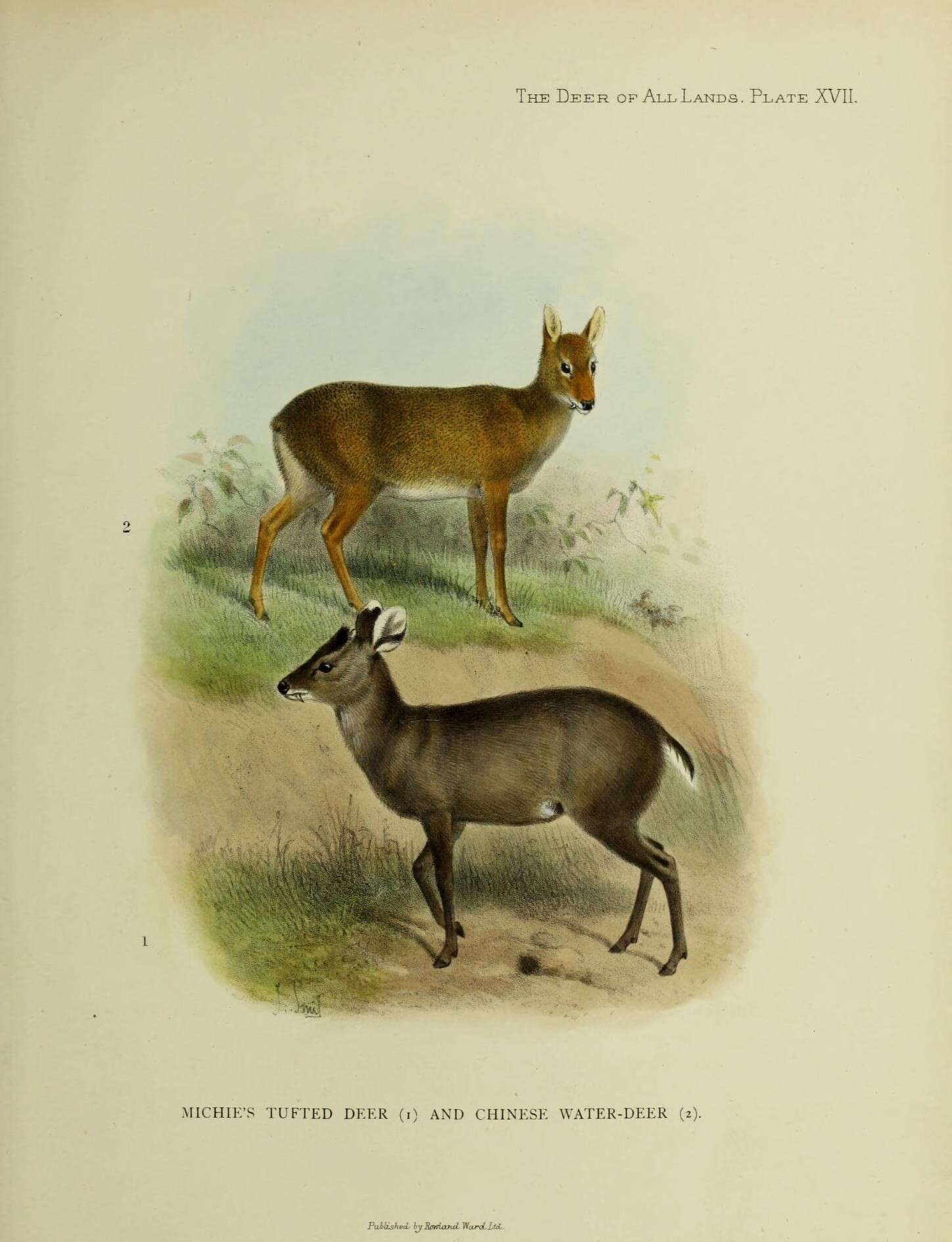 Image of Elaphodus Milne-Edwards 1872