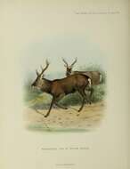 Imagem de Cervus nippon mantchuricus Swinhoe 1864