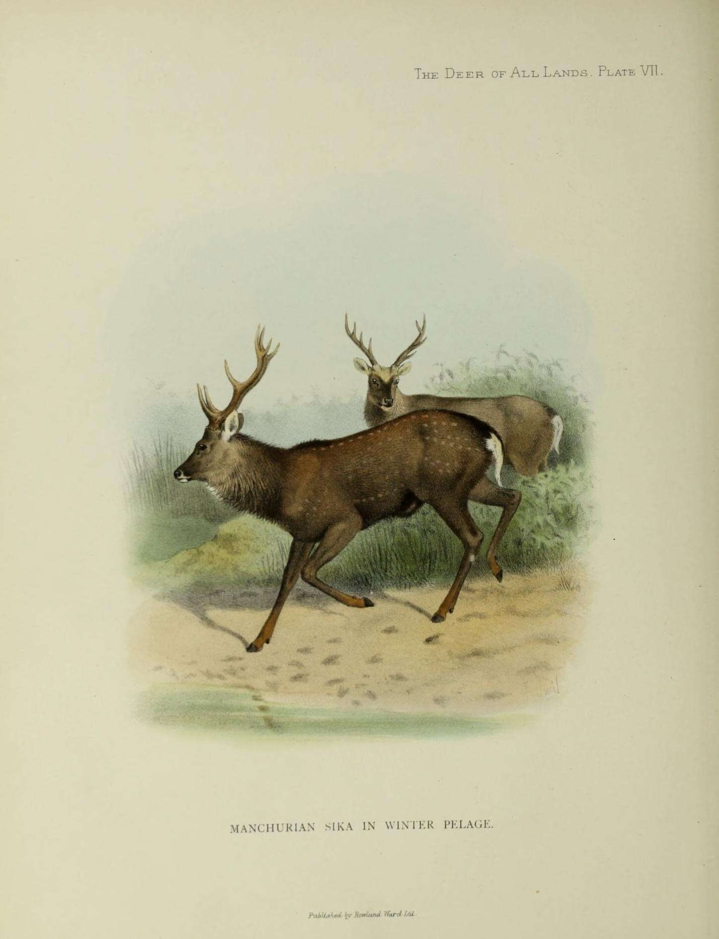 Image de Cervus nippon mantchuricus Swinhoe 1864