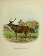 Image of Sambar