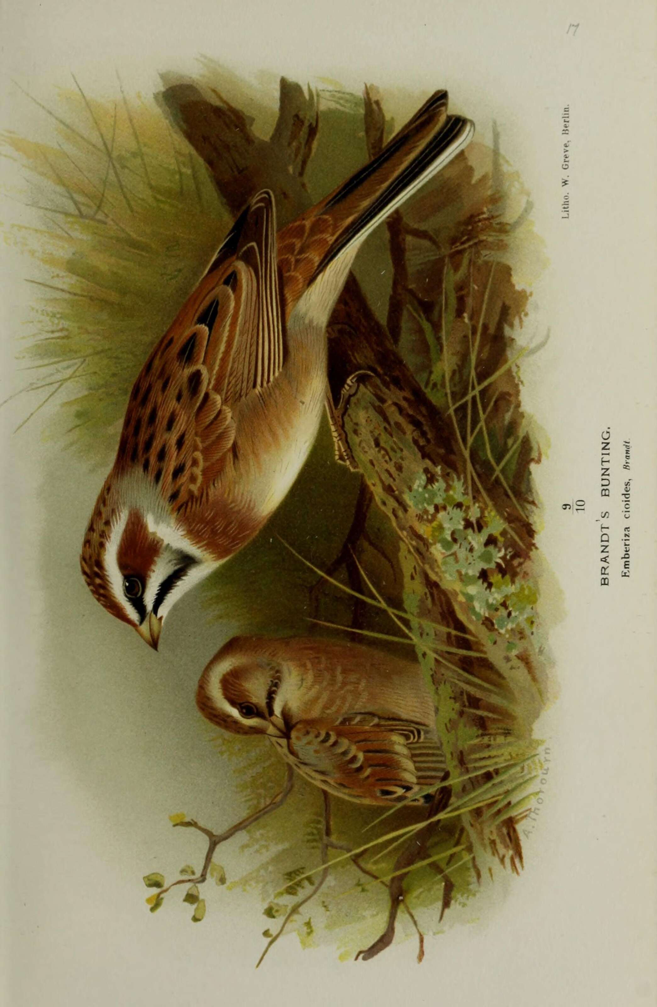 Image of Meadow Bunting