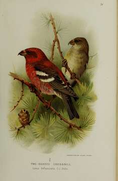 Image of Two-barred Crossbill