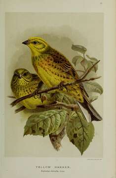 Image of Yellowhammer