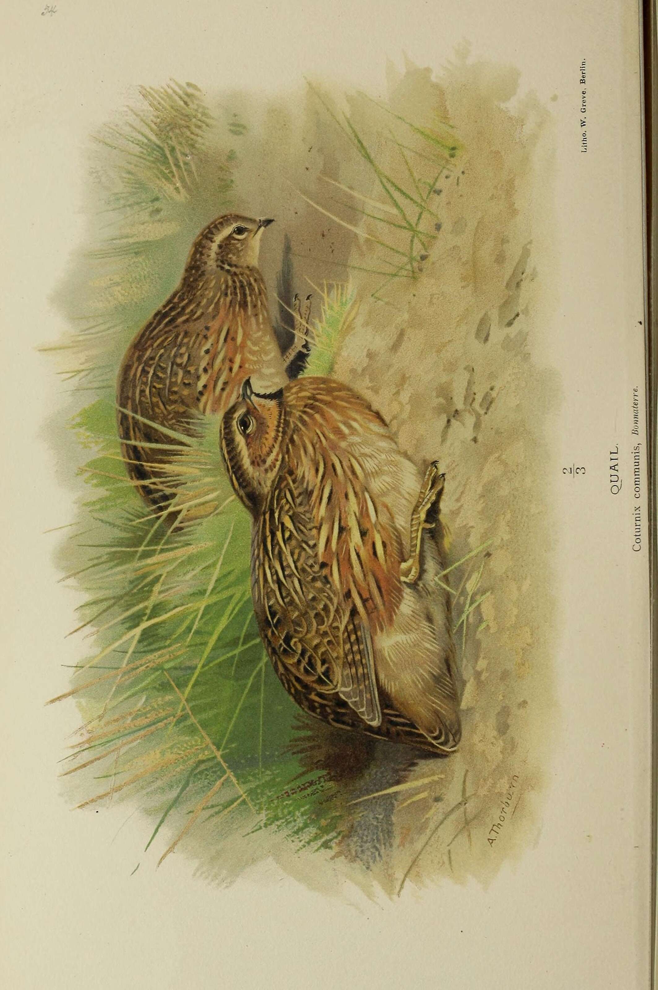 Image of Common Quail