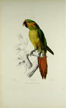 صورة Ognorhynchus Bonaparte 1857