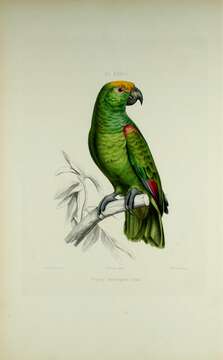 Image of Yellow-crowned Parrot, Yellow-crowned Amazon