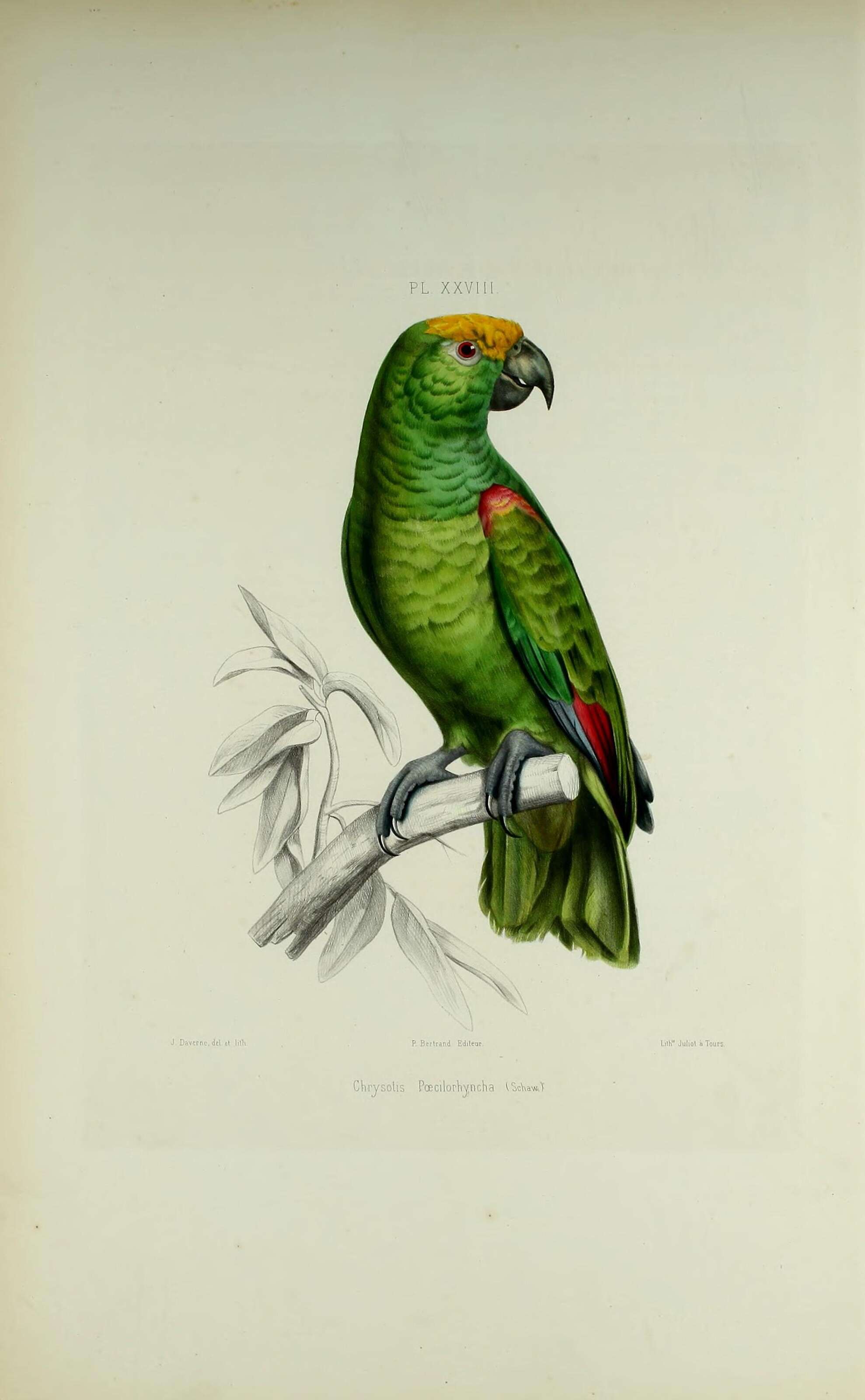 Image of Yellow-crowned Parrot, Yellow-crowned Amazon